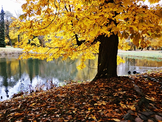 Jesienny park azienkowski